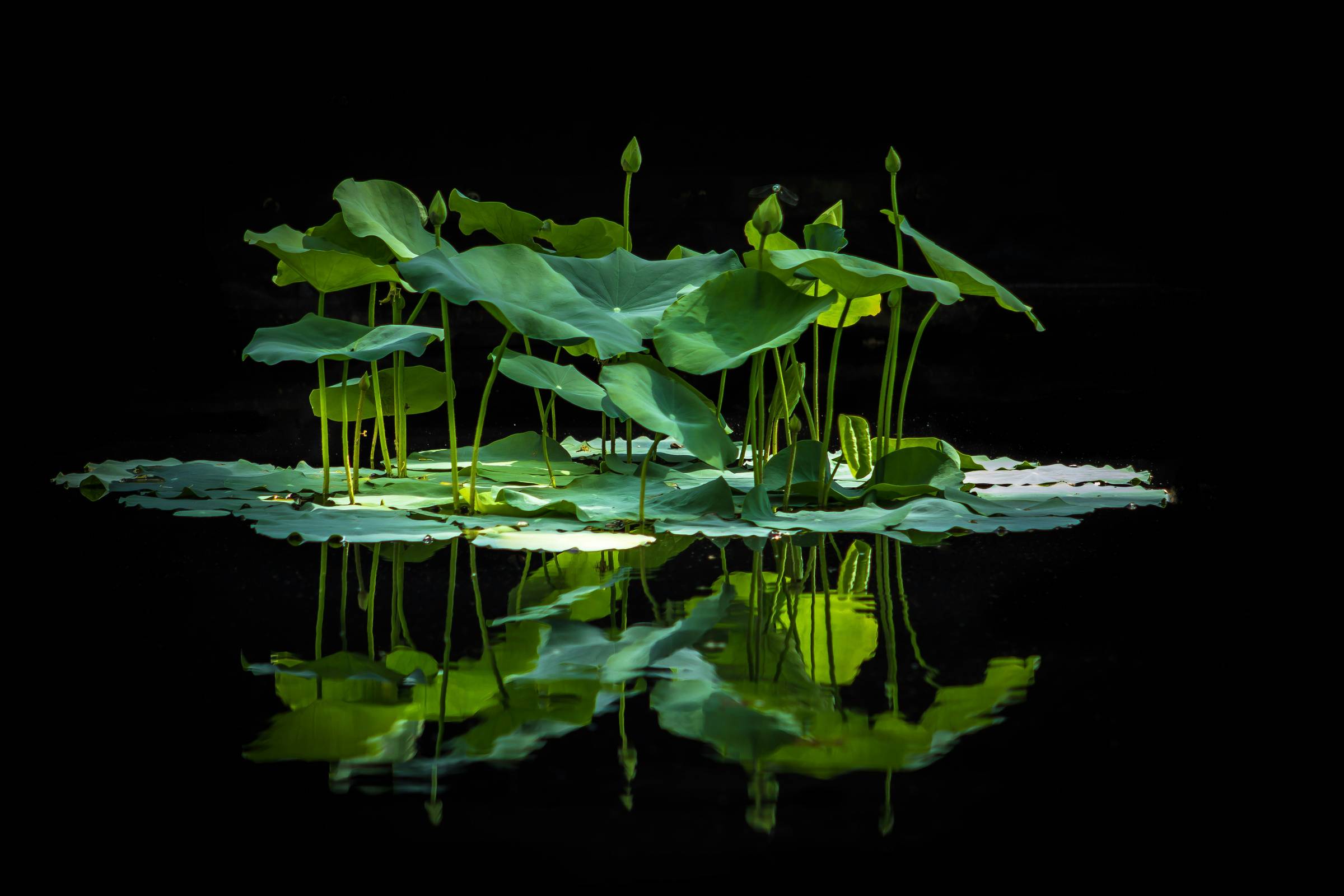 spotlight on closed lilies on water 