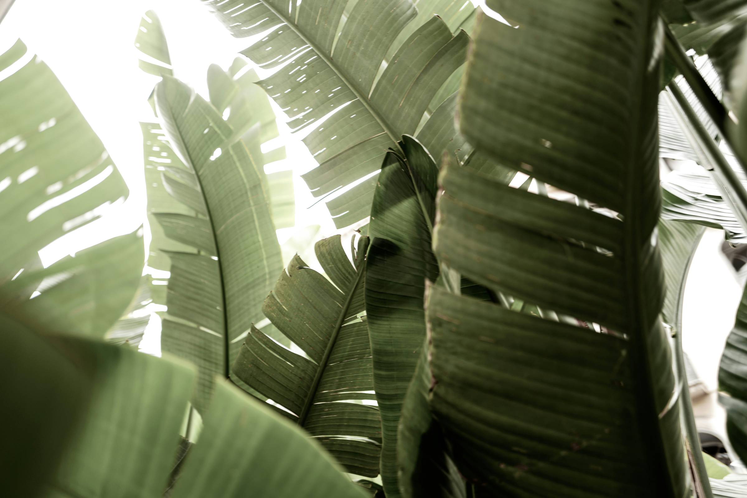 Mature banana tree leaves 