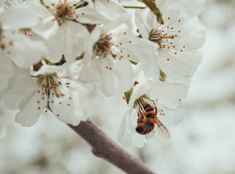 A close up of a flower with a bee on it