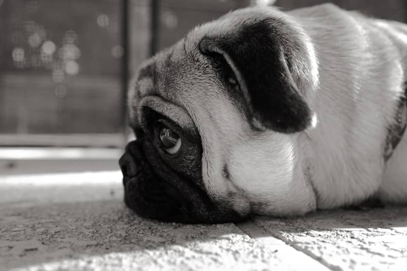 A sad pug rests its head sadly.