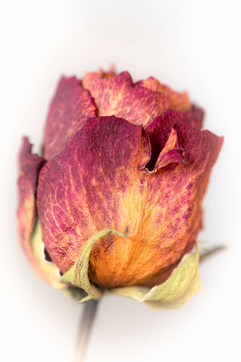 A close up of a flower on a white background