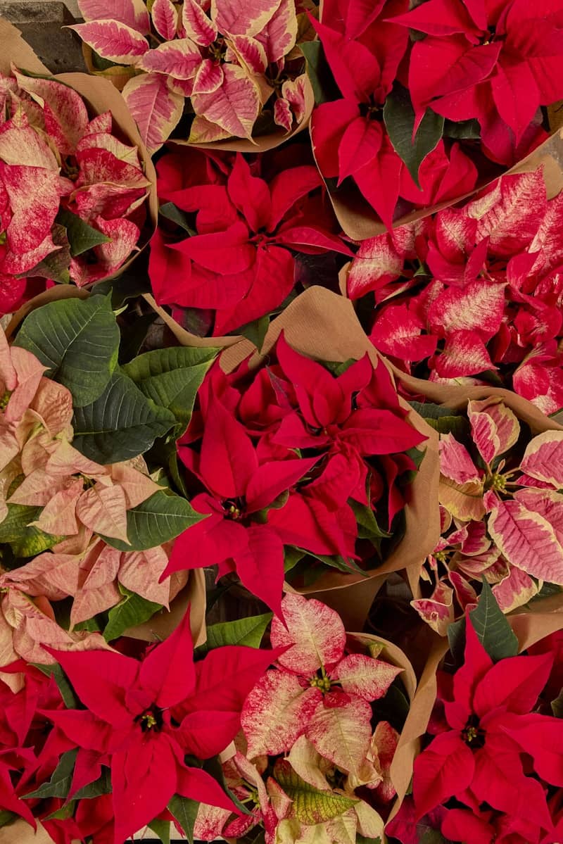 A collection of red and pink poinsettias.