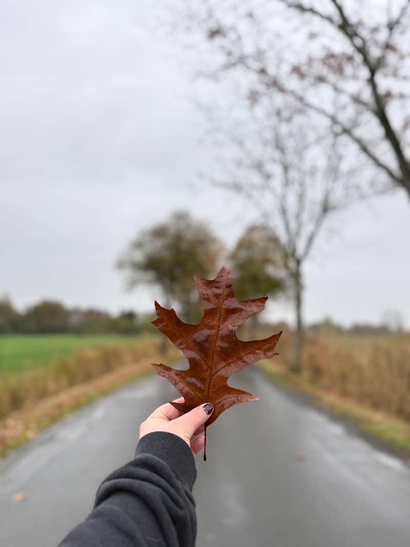 Hand holding a brown oak leaf on a wet road