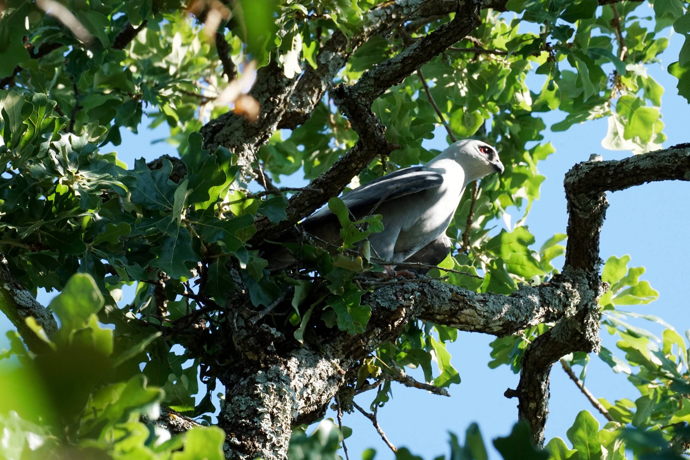 A bird stares intently out from its perch on a branch in dense oak foliage with a bright clear sky above.