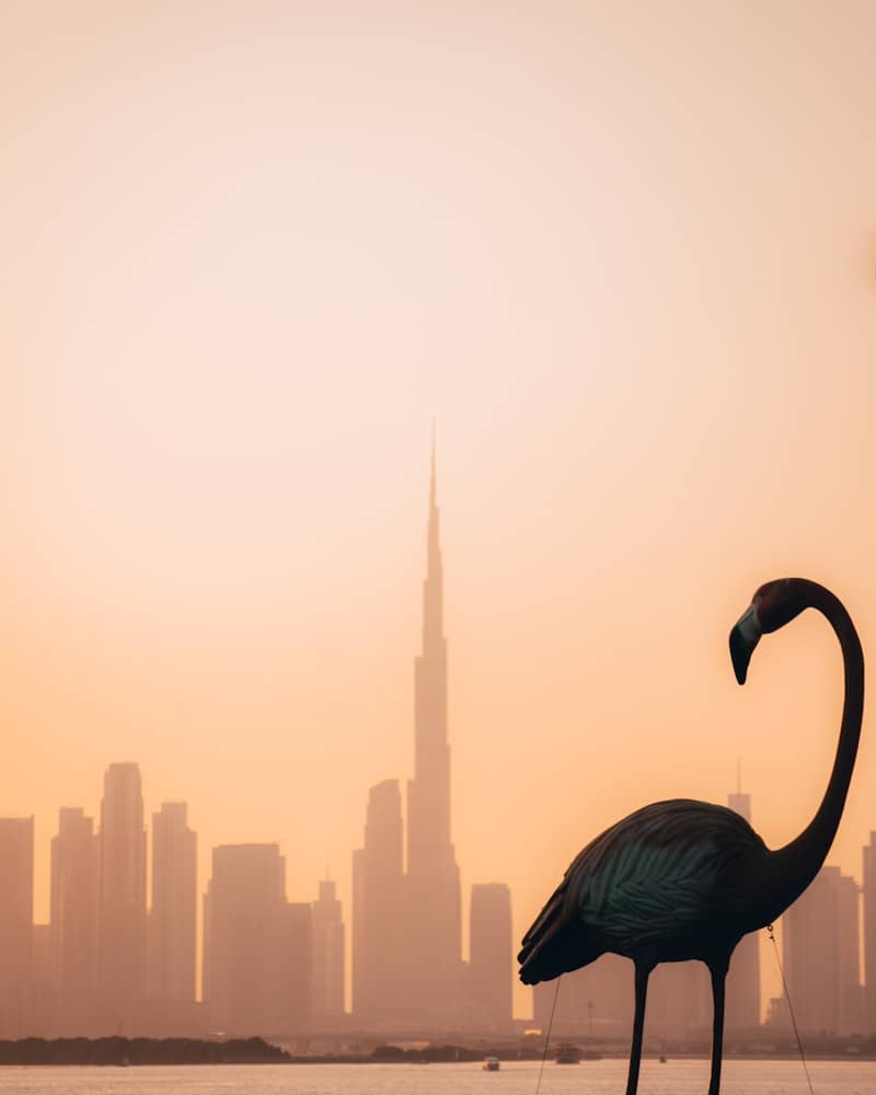 Flamingo silhouette with dubai skyline and burj khalifa at sunset.