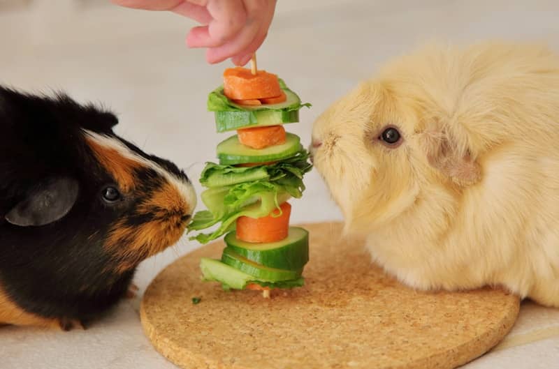 Two guinea pigs look at a skewer of fresh vegetables.