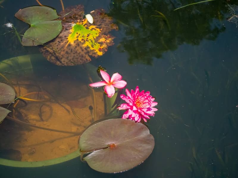 Vibrant pink flowers and lily pads float on still water.