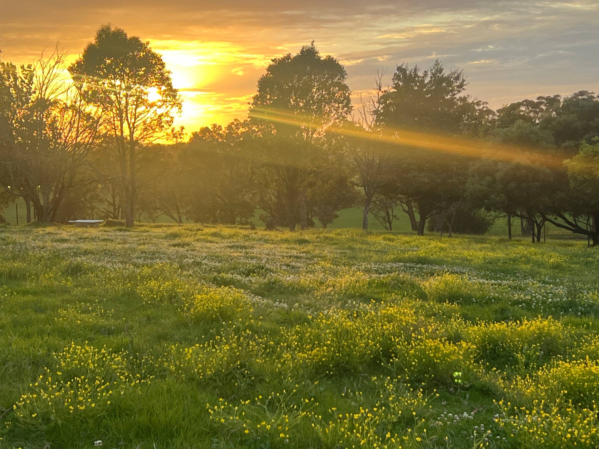 Sunset over a grassy paddock filled with yellow and white wildflowers, framed by silhouetted gum trees. A bright sunbeam streams diagonally across the scene, creating a warm, glowing atmosphere.