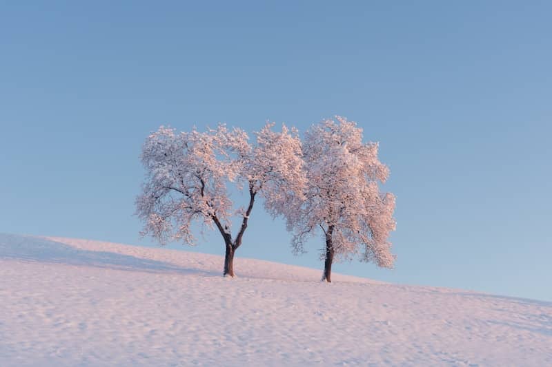 A couple of trees that are standing in the snow