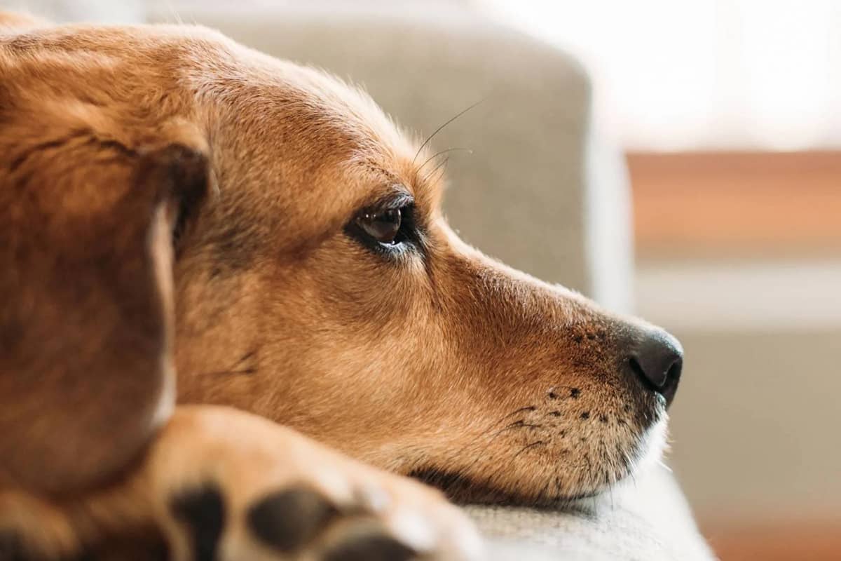 Dog laying on the couch