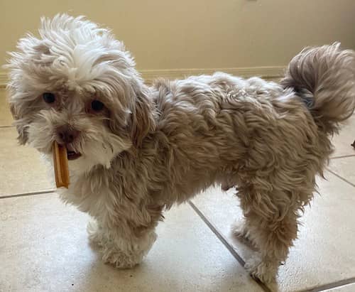 Photos of a small silver and black French poodle with his toy: Tessie,  Charley's friend from Florida