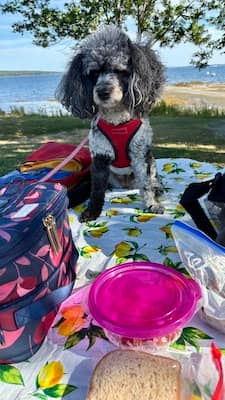 Tessie the poodle overseeing our picnic on the coast of Maine | Photo: P. Burke