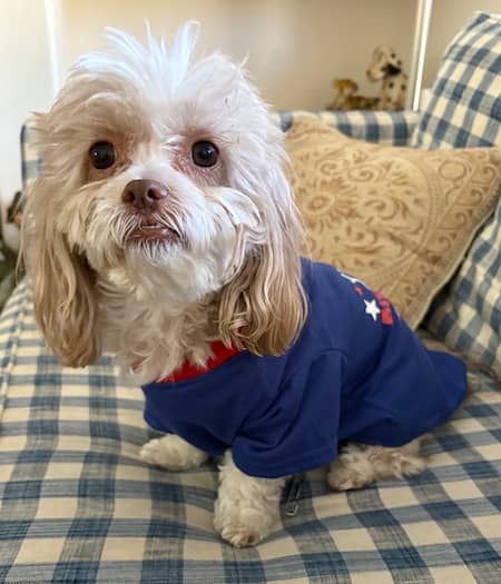 Photo of Charlie the pup in his blue with red and white sweater: Charley is ready for the Fourth! | Photo: P Burke