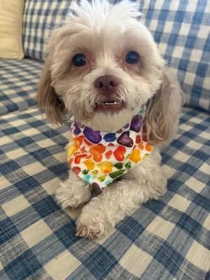 Photo of Charlie, the pup, with his new heart bandana for Valentine's Day