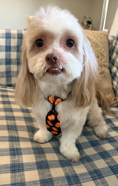 Charley, the pup, is ready for Halloween wearing his black and pumpkins tie | Photo: P. Burke