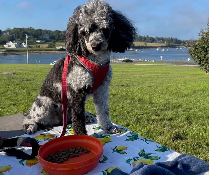 Tessie, the black and white miniature poodle, joining us for a picnic | Photo: P. Burke