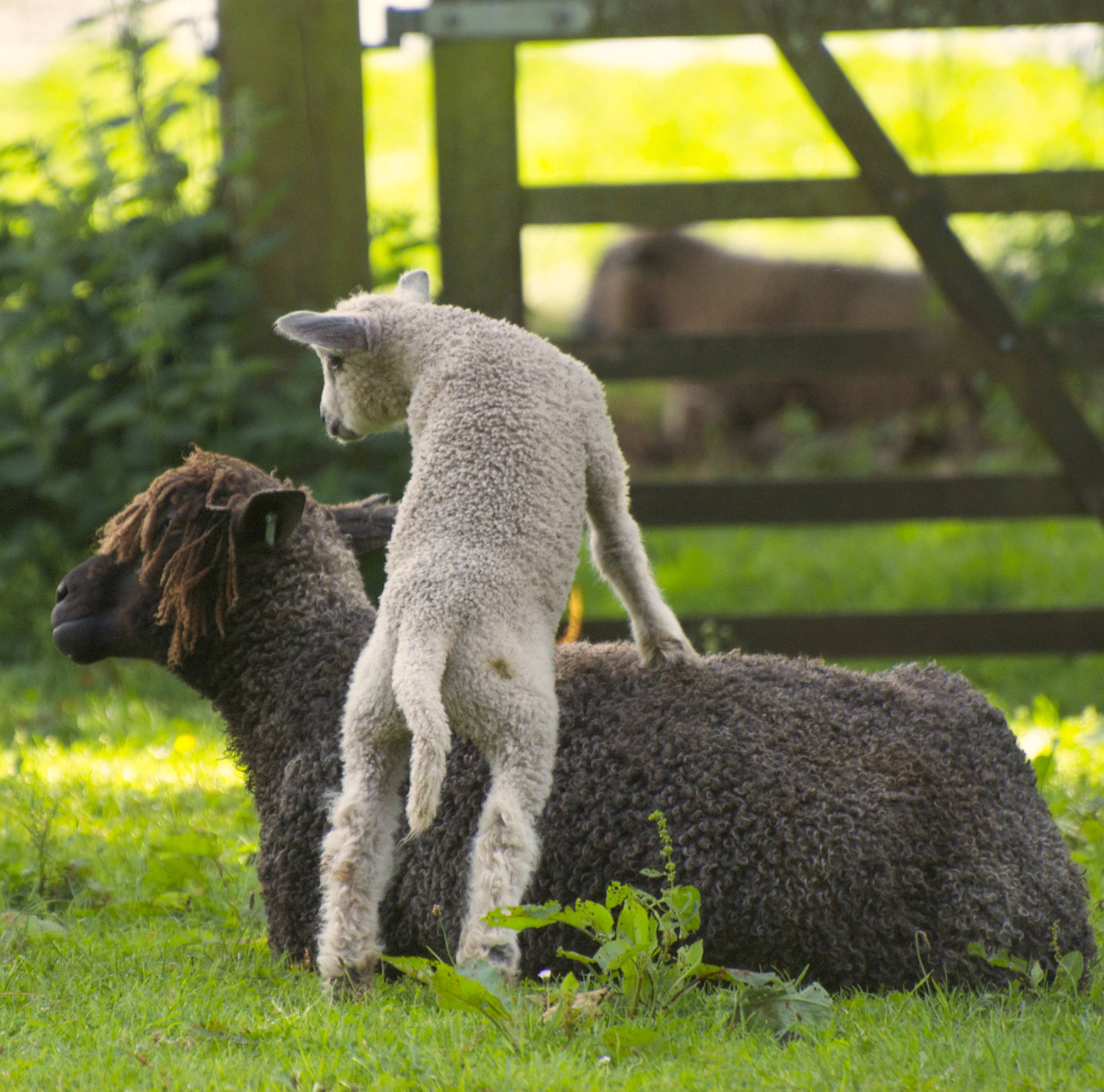 Lamb and mother in field.