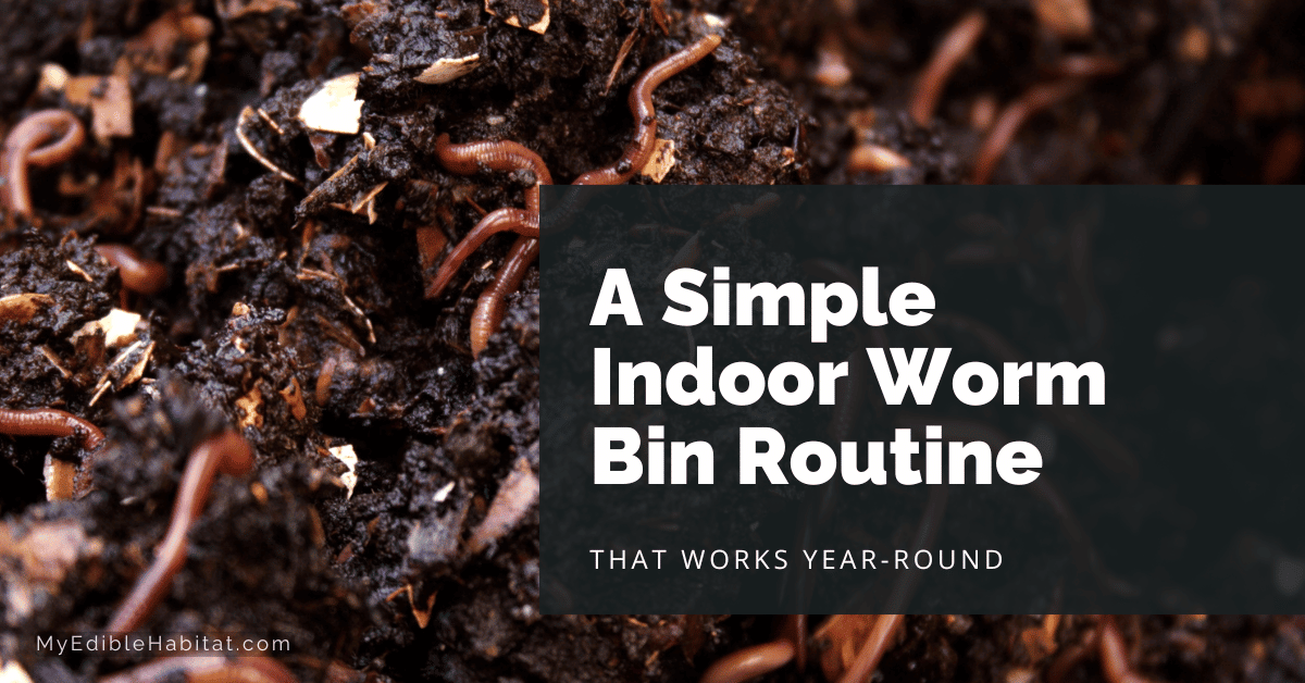 indoor worm bin routine