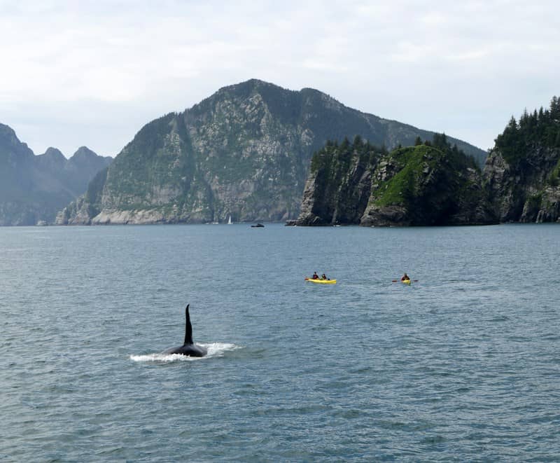 An orca surfaces near kayaks with islands in background