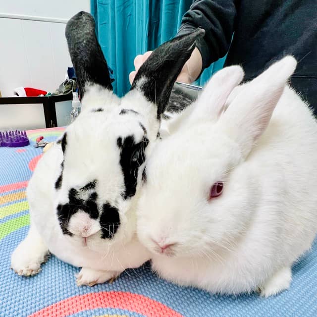 A black and white spotted bunny and a white bunny cuddling