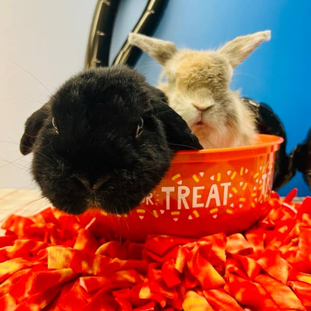 A black bunny and orange bunny sitting in a trick or treat bowl