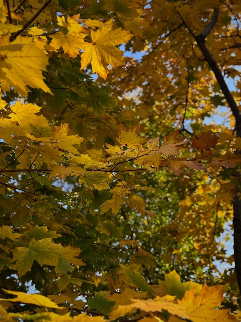 Golden autumn maple leaves against blue sky