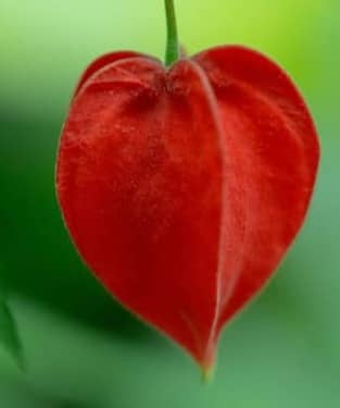 Two vibrant, heart-shaped flowers hang delicately.