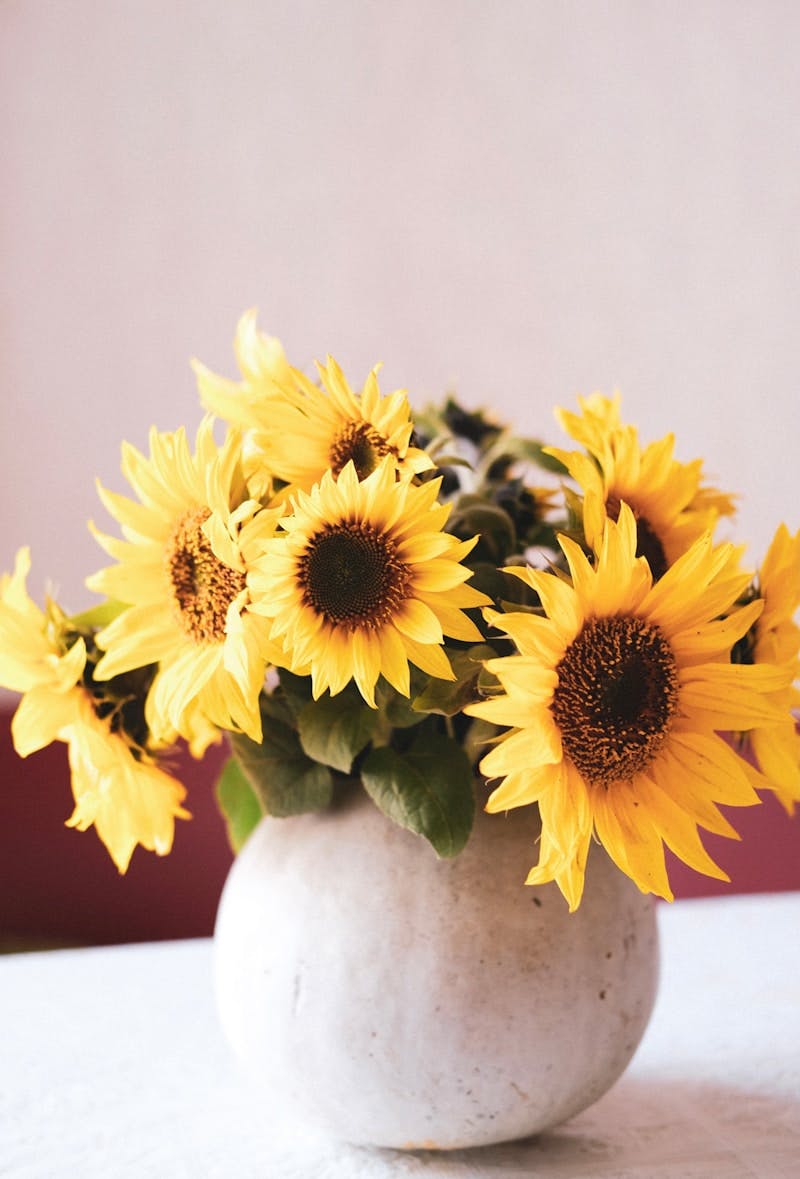 yellow sunflower in white ceramic vase