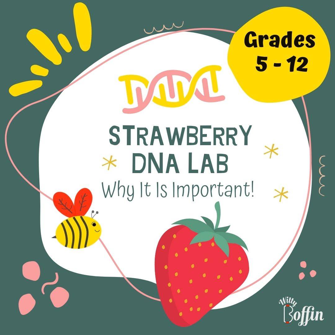 It's Strawberry DNA Extraction Season