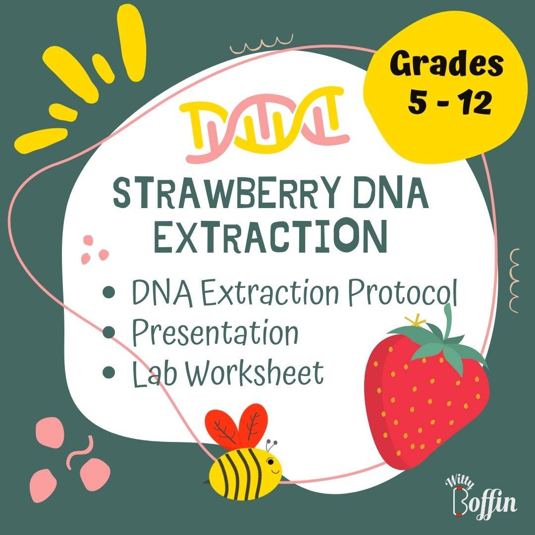 It's Strawberry DNA Extraction Season