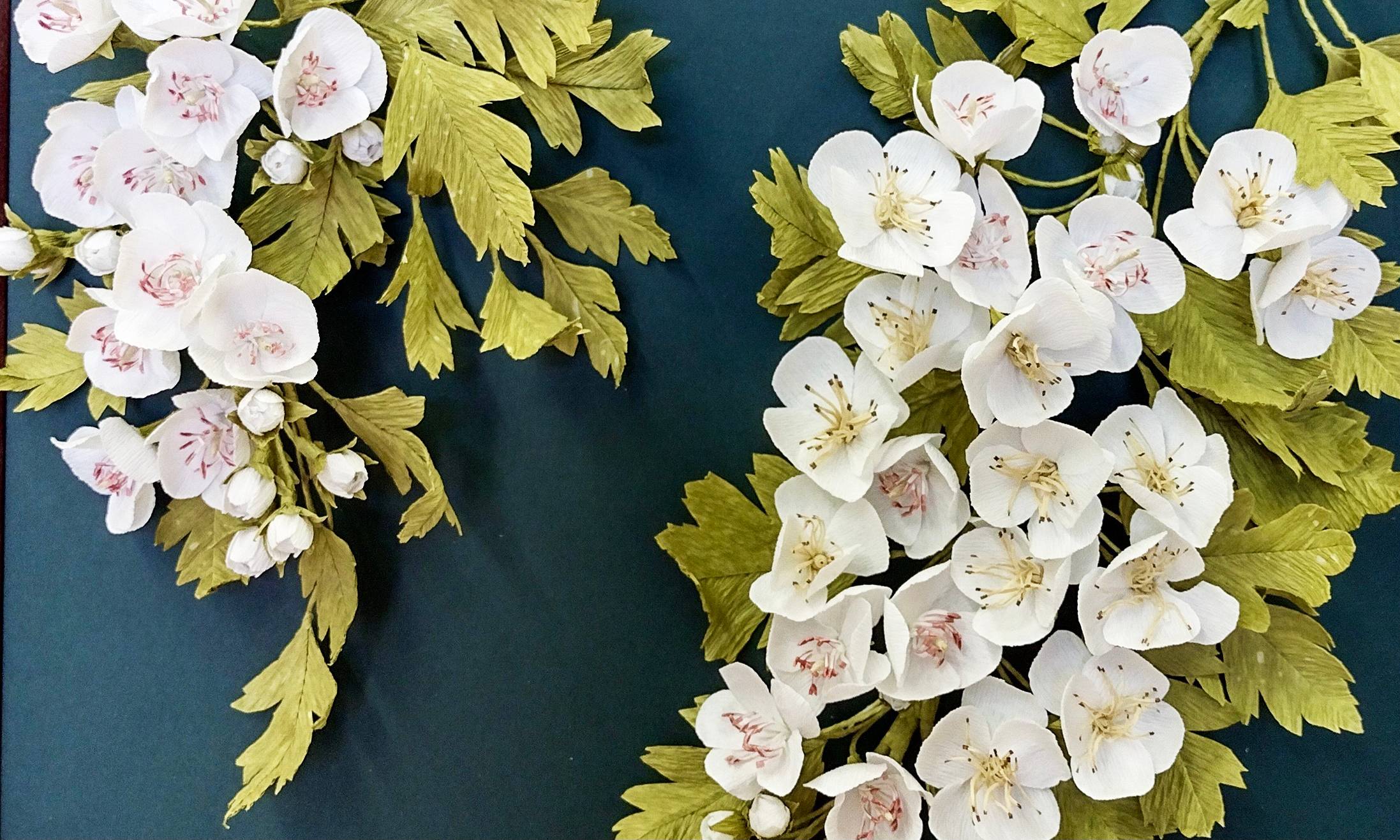 Paper hawthorn. blossom against a deep green background