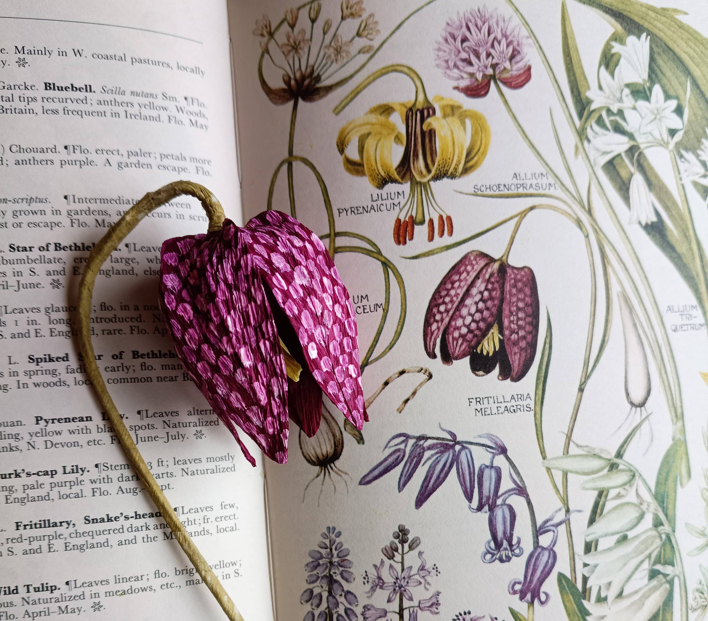 Paper Snakehead Fritillary against a page of the iconic Keble Martin Wildflower Guide