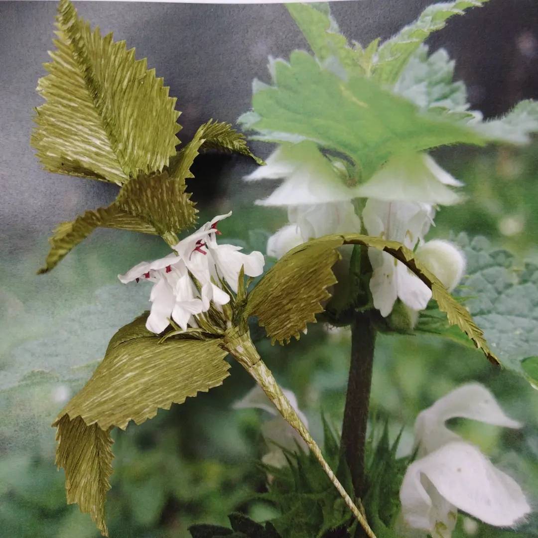 White Archangel aka White deadnettle, painstakingly made from plant dyes paper