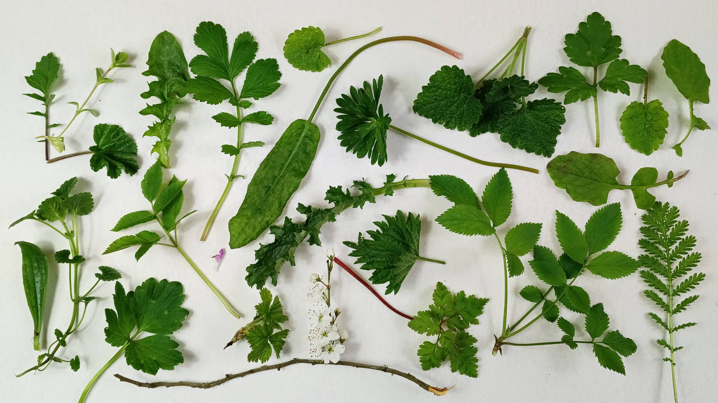 A collection of todays green shoots