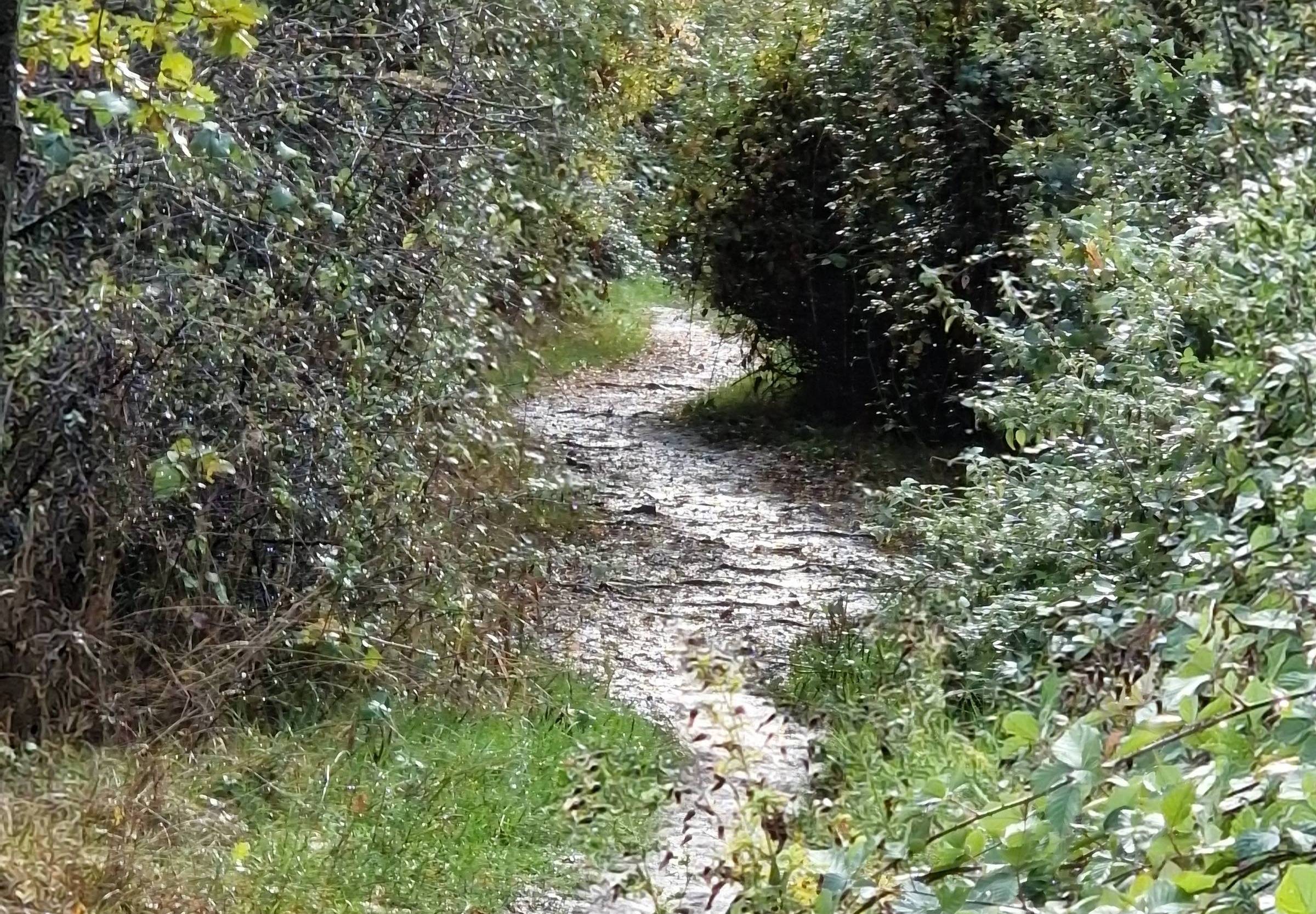 meandering path through the woods