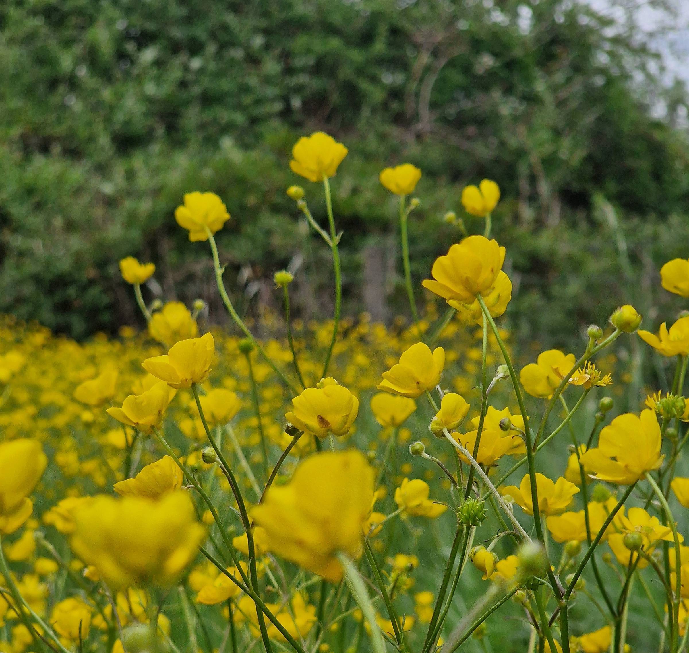 spring flowers 