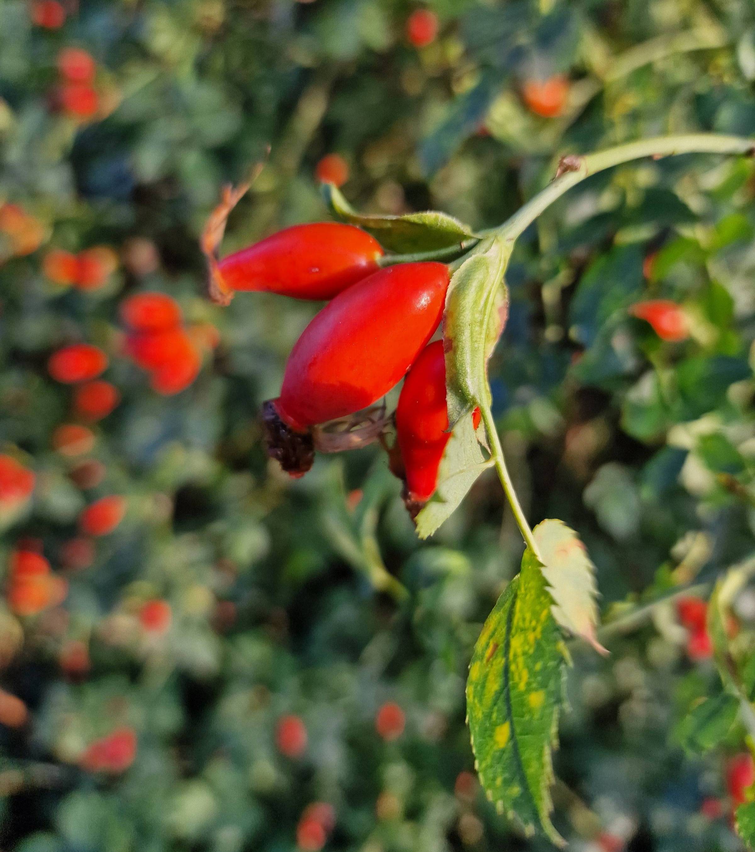 rosehip signs of autumn