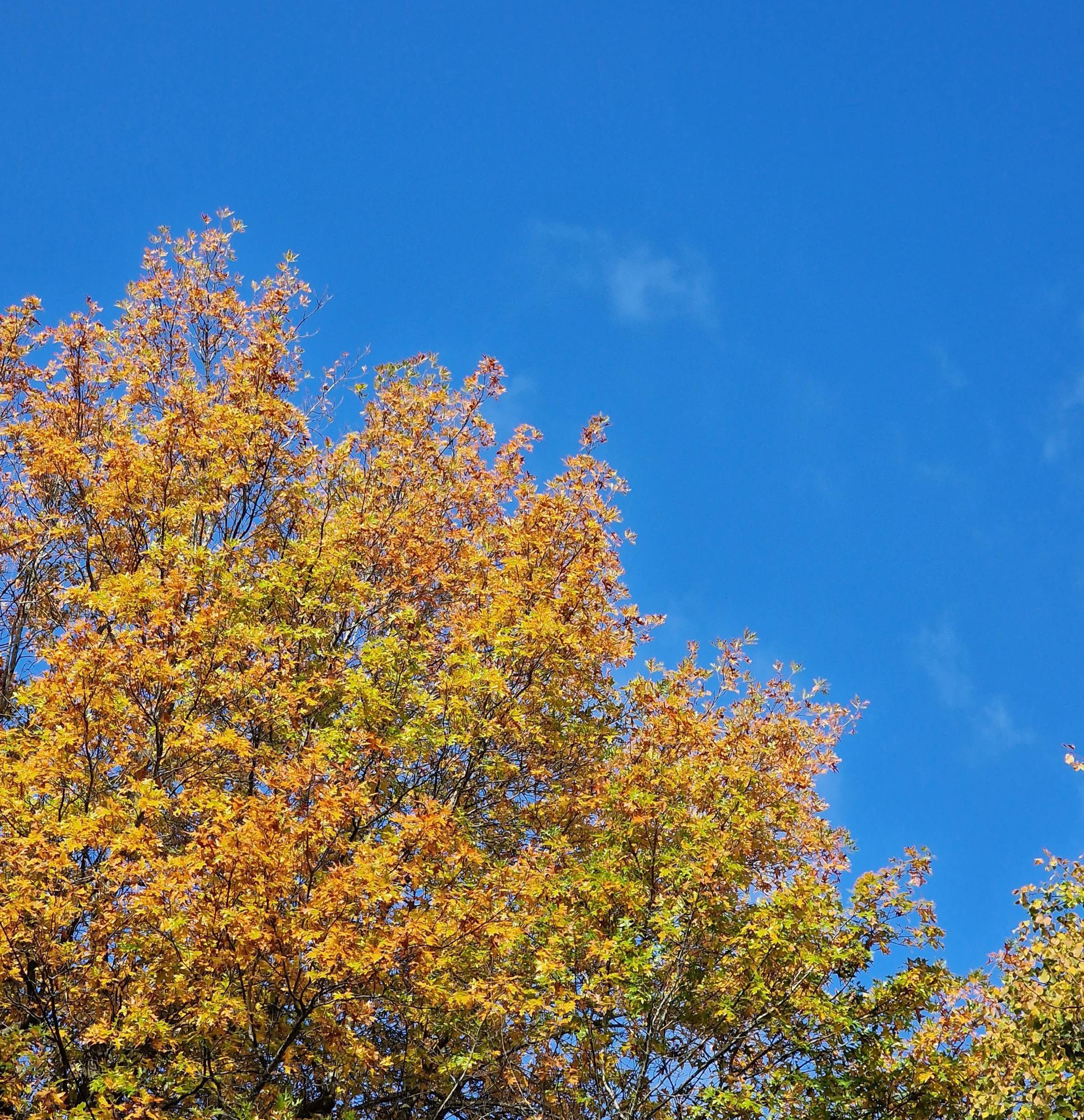 autumn leaves