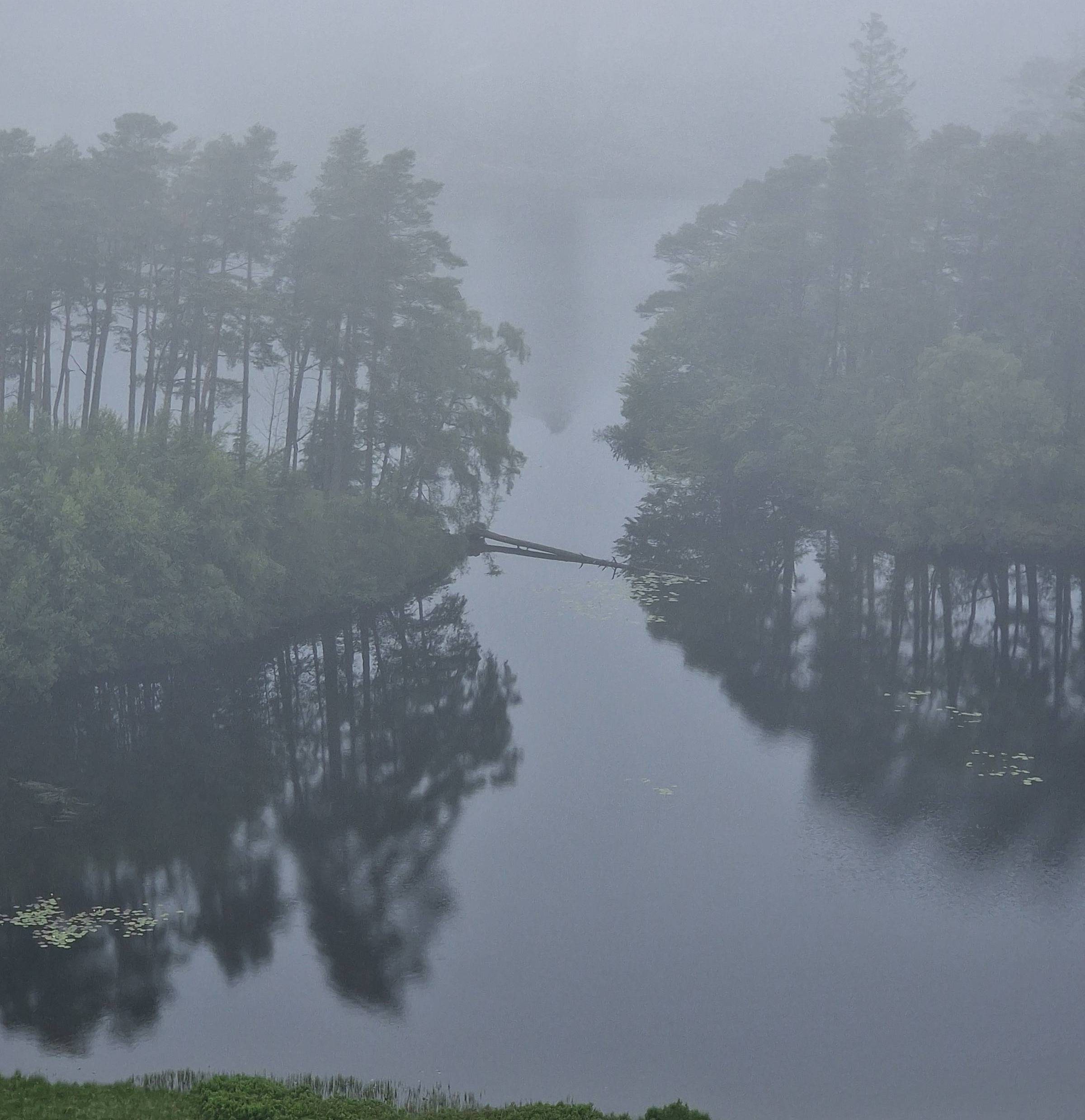 the water between to foresty areas