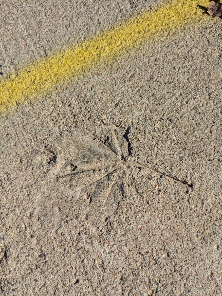 A moment that stopped me in my tracks—a leaf, pressed into concrete—opened a deeper reflection on gratitude as a way of being. This piece explores how appreciation, attention, and small pauses can quietly change how we experience the world.