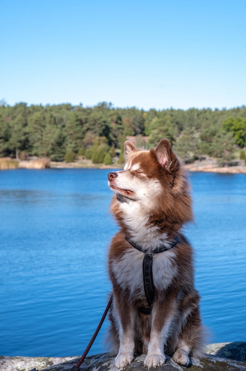 brown and white long coat dog on blue water during daytime