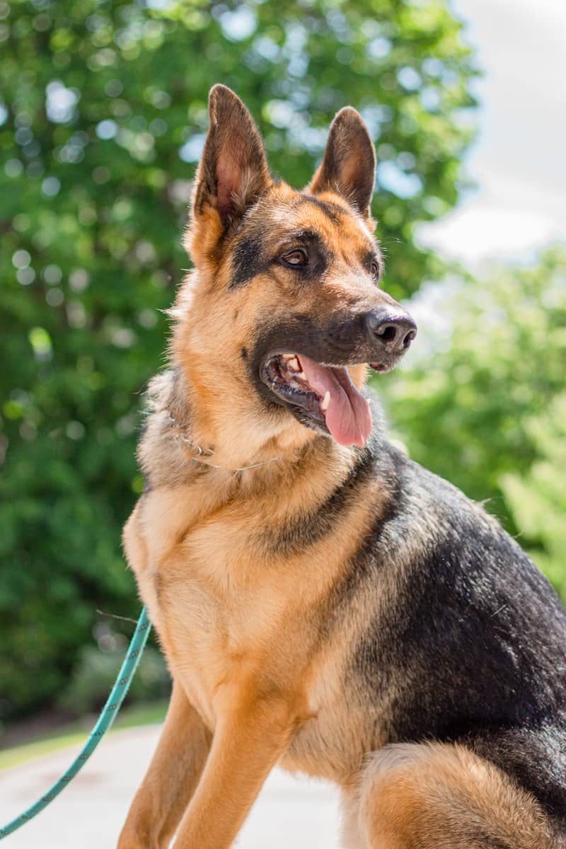 black and tan german shepherd