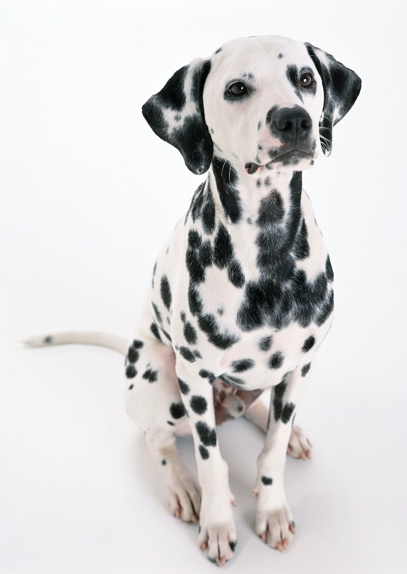 black and white dalmatian puppy