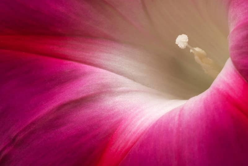 A close up of a pink flower with a white center
