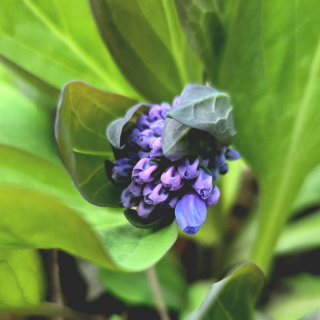 Virginia bluebells, a spring wildflower with blue and pink blooms