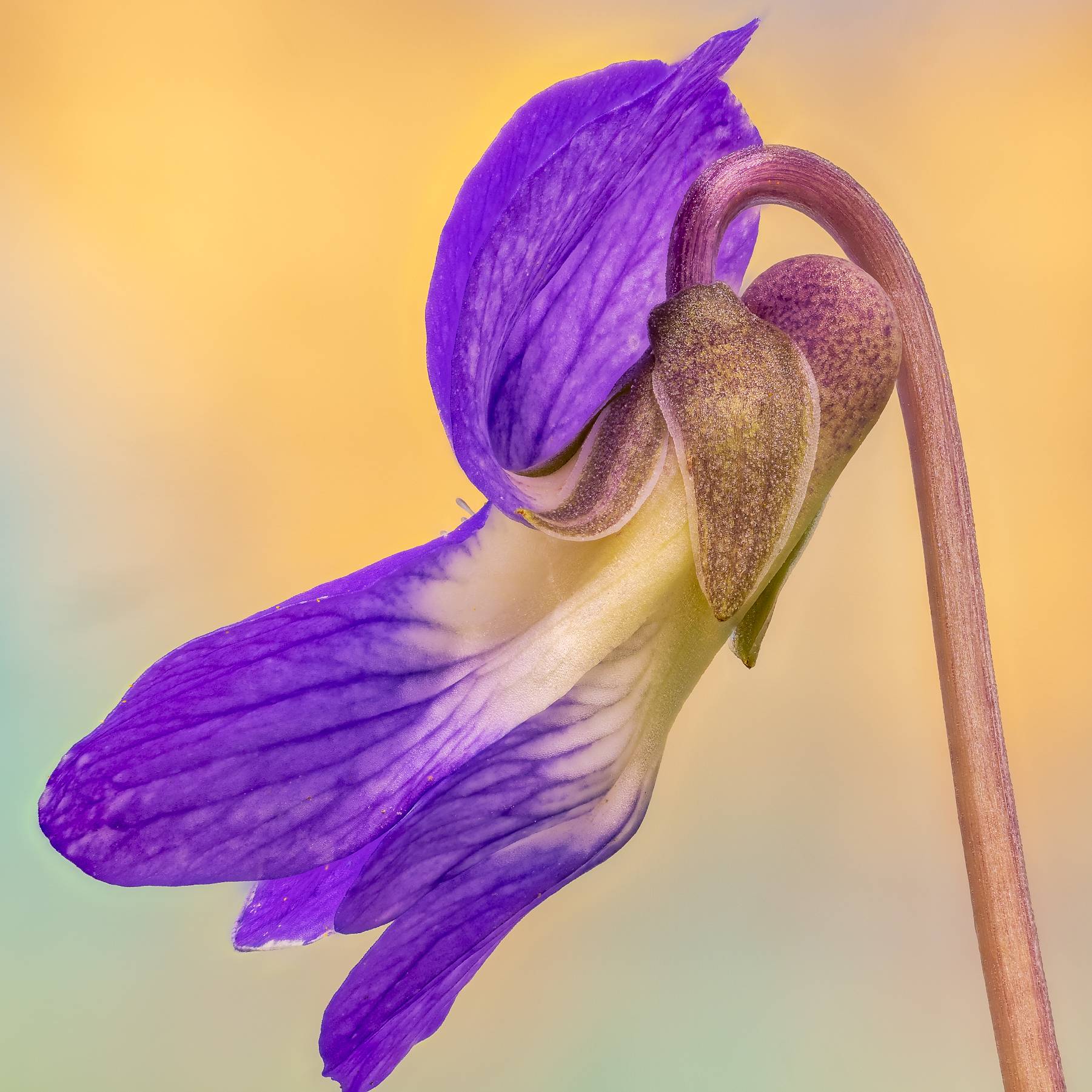 Common Blue violet