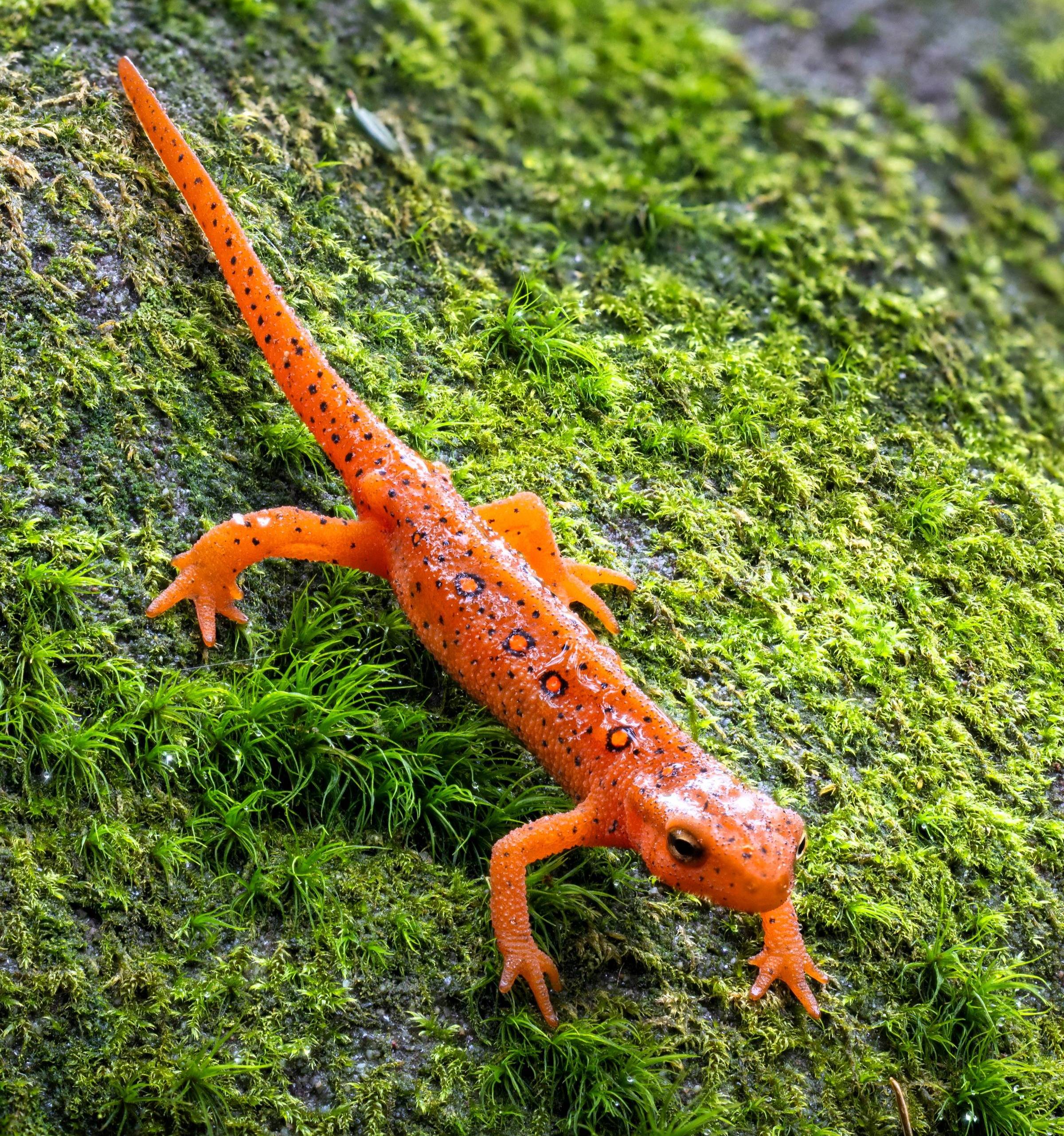 Red-spotted Newt Red Eft Stage