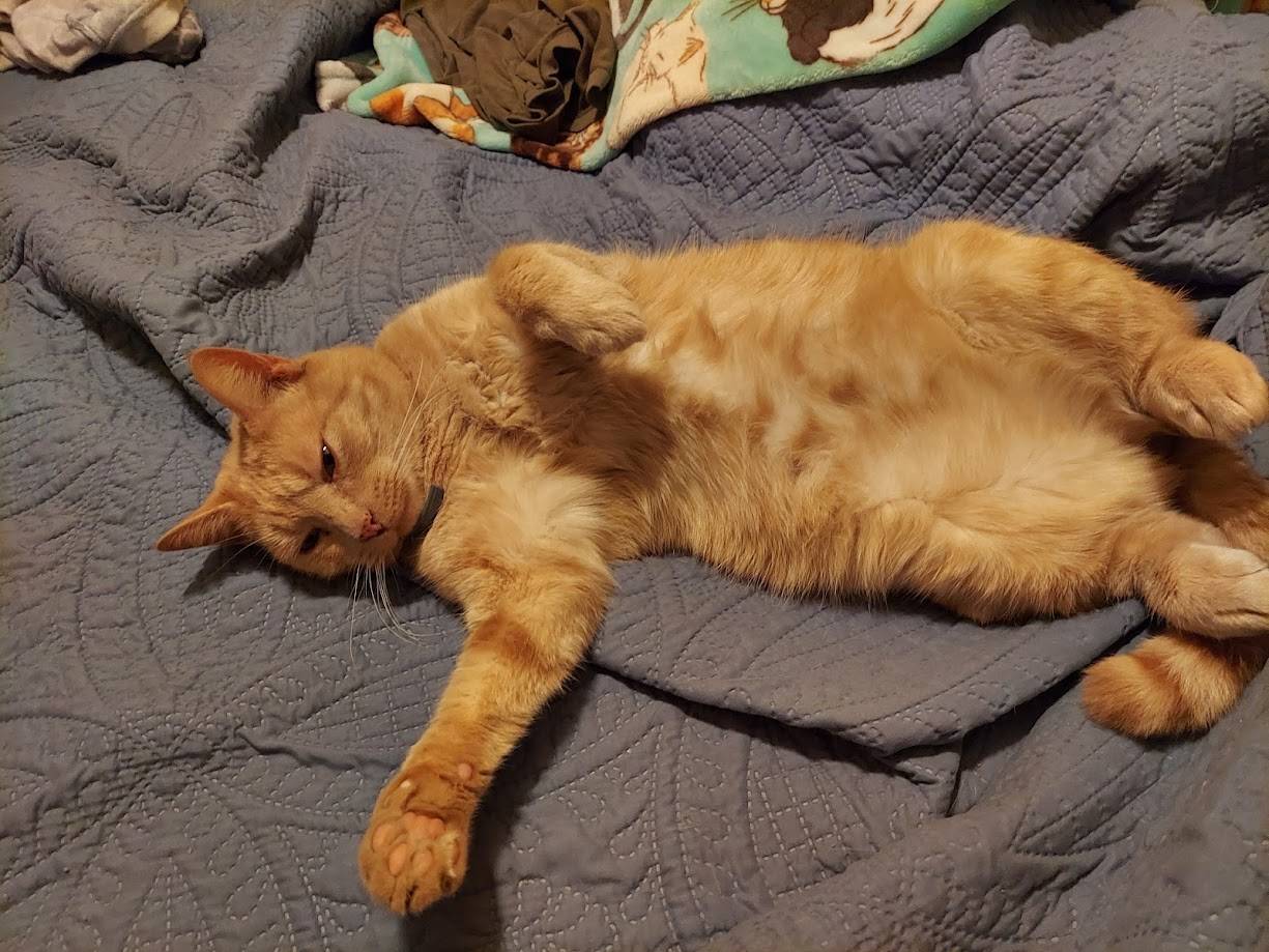 Orange cat stretching out