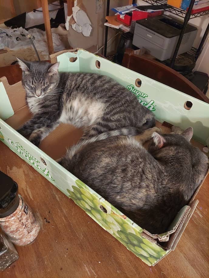 cats in a box