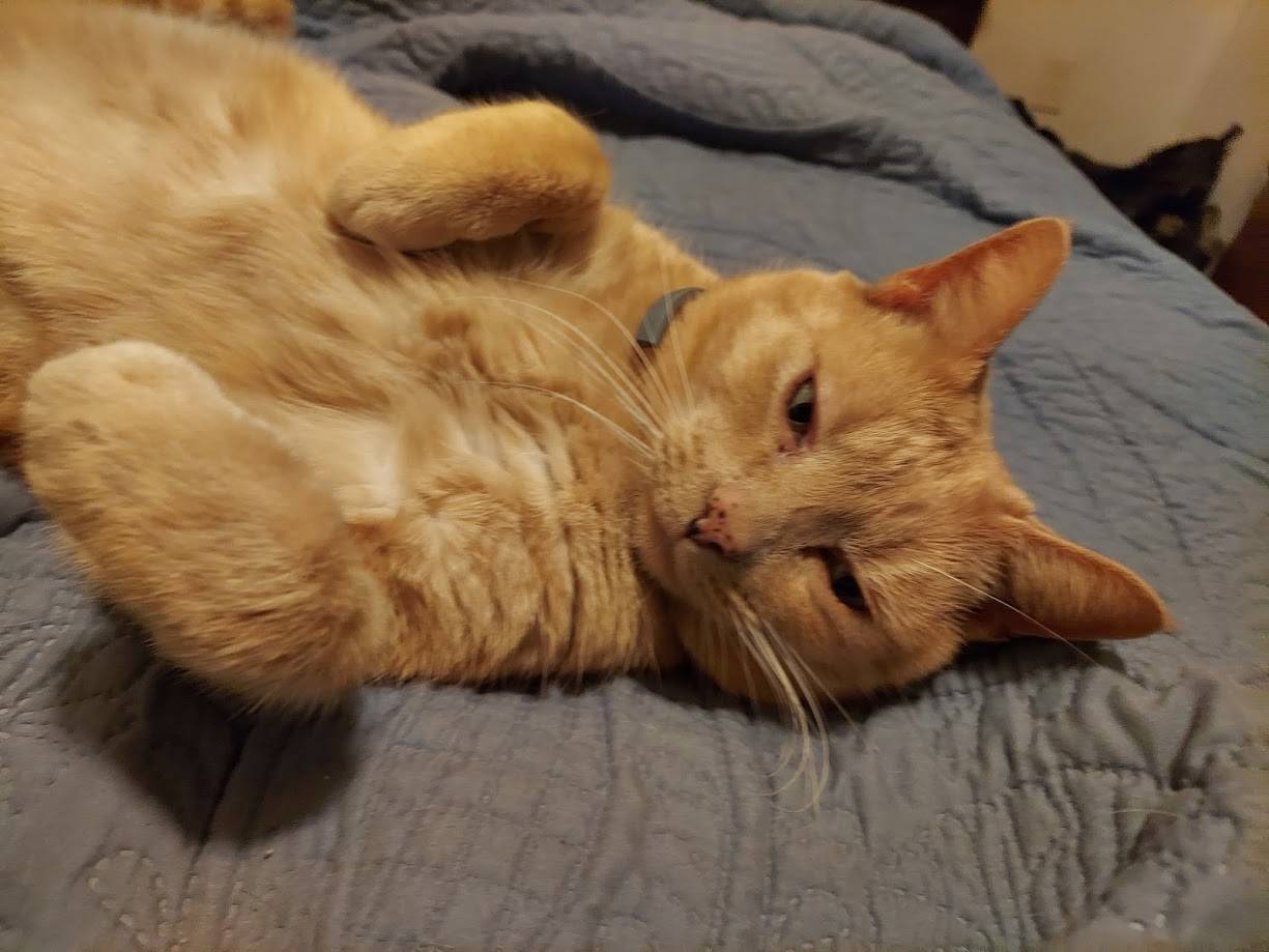 Alfred is a cozy orange cat